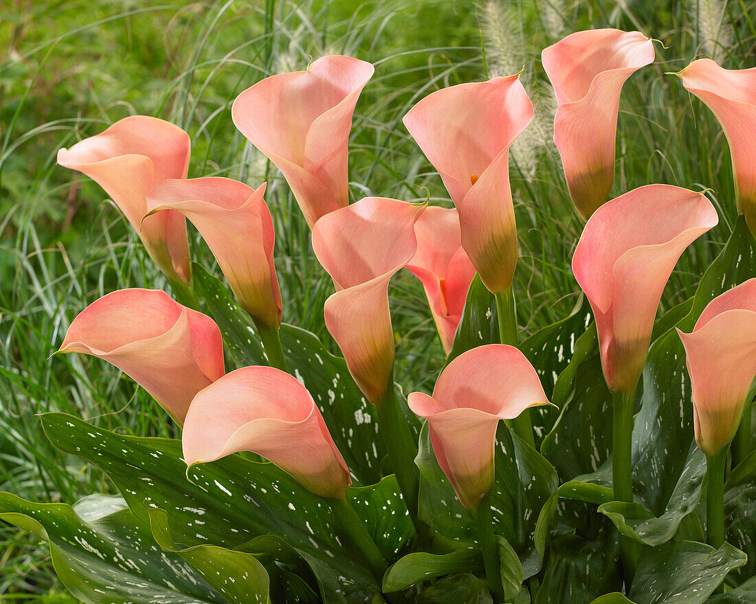 Zantedeschia Auckland (calla lilies)