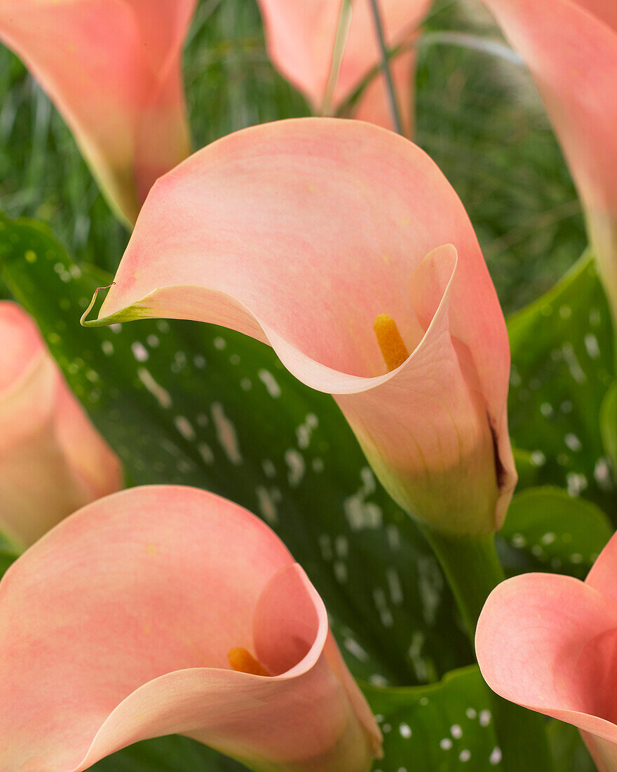 Zantedeschia Auckland