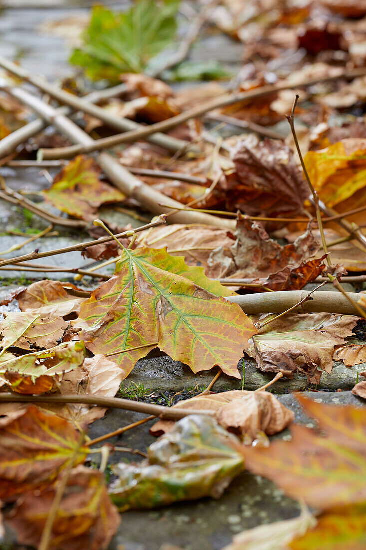 Pruning of trees on the ground