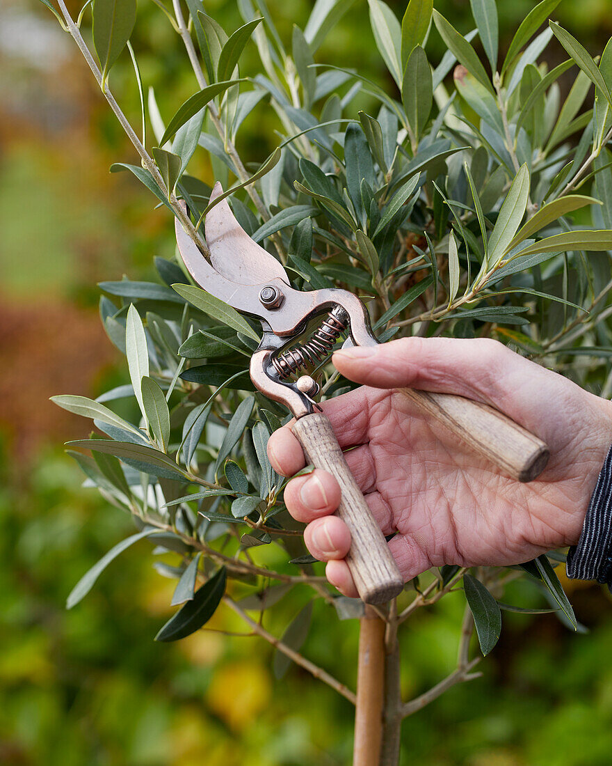 Beschneiden von Olivenbäumen