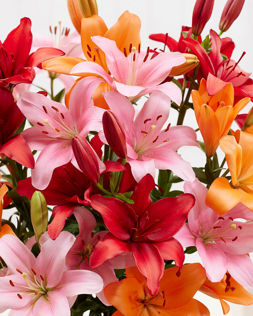 Mixed lily bouquet