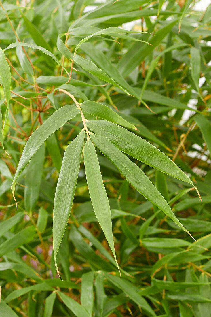 Fargesia robusta Wenchuan