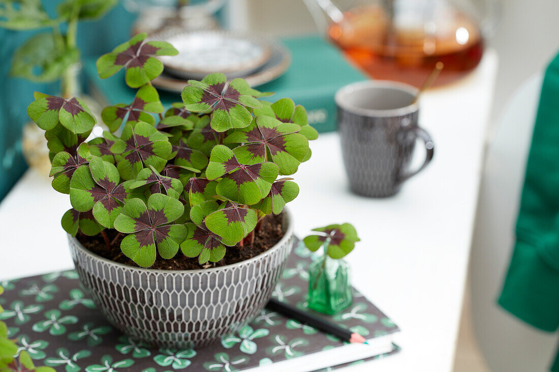 Oxalis tetraphylla Iron Cross