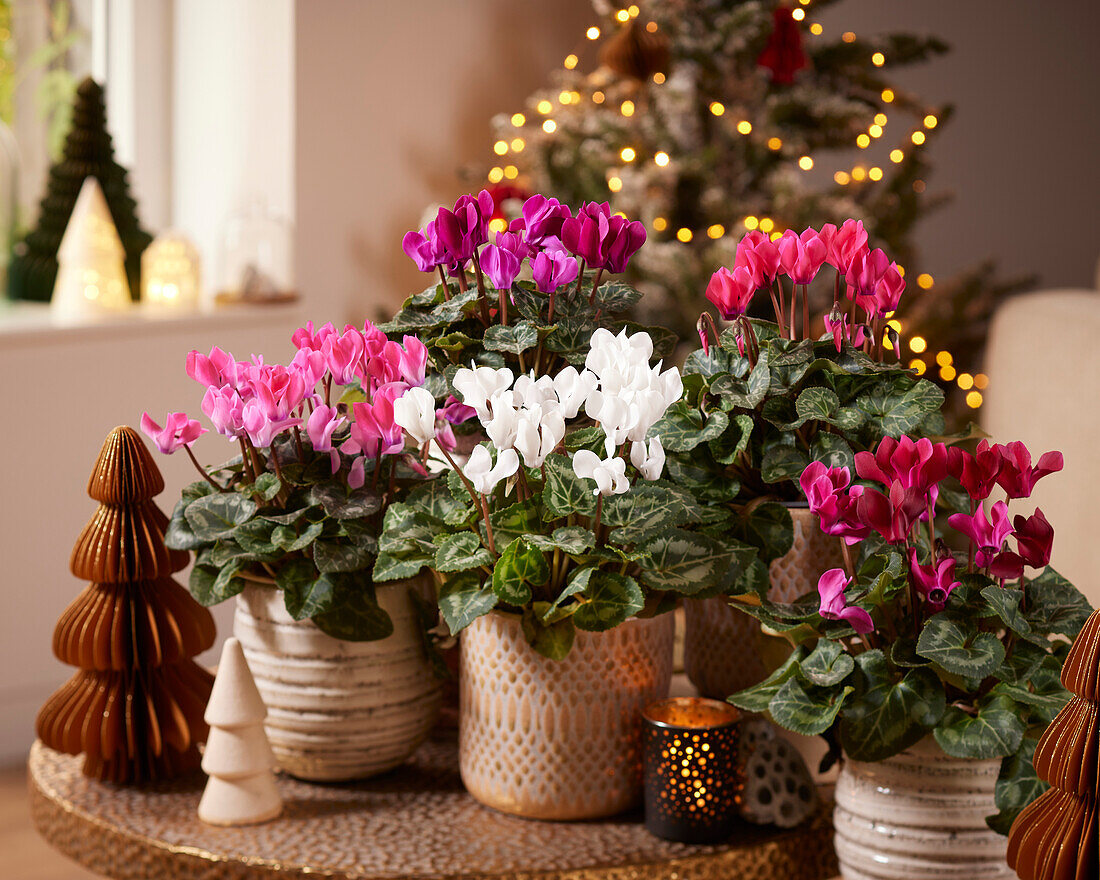 Cyclamen collection in Christmas setting