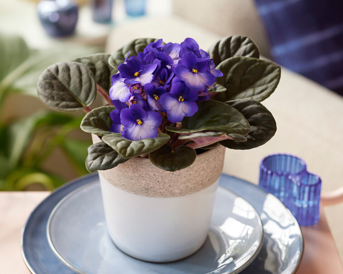 Saintpaulia bicoloured - African Violet