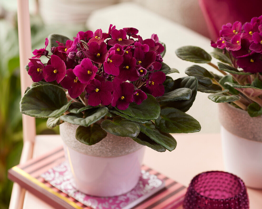 Saintpaulia burgundy red - African Violet