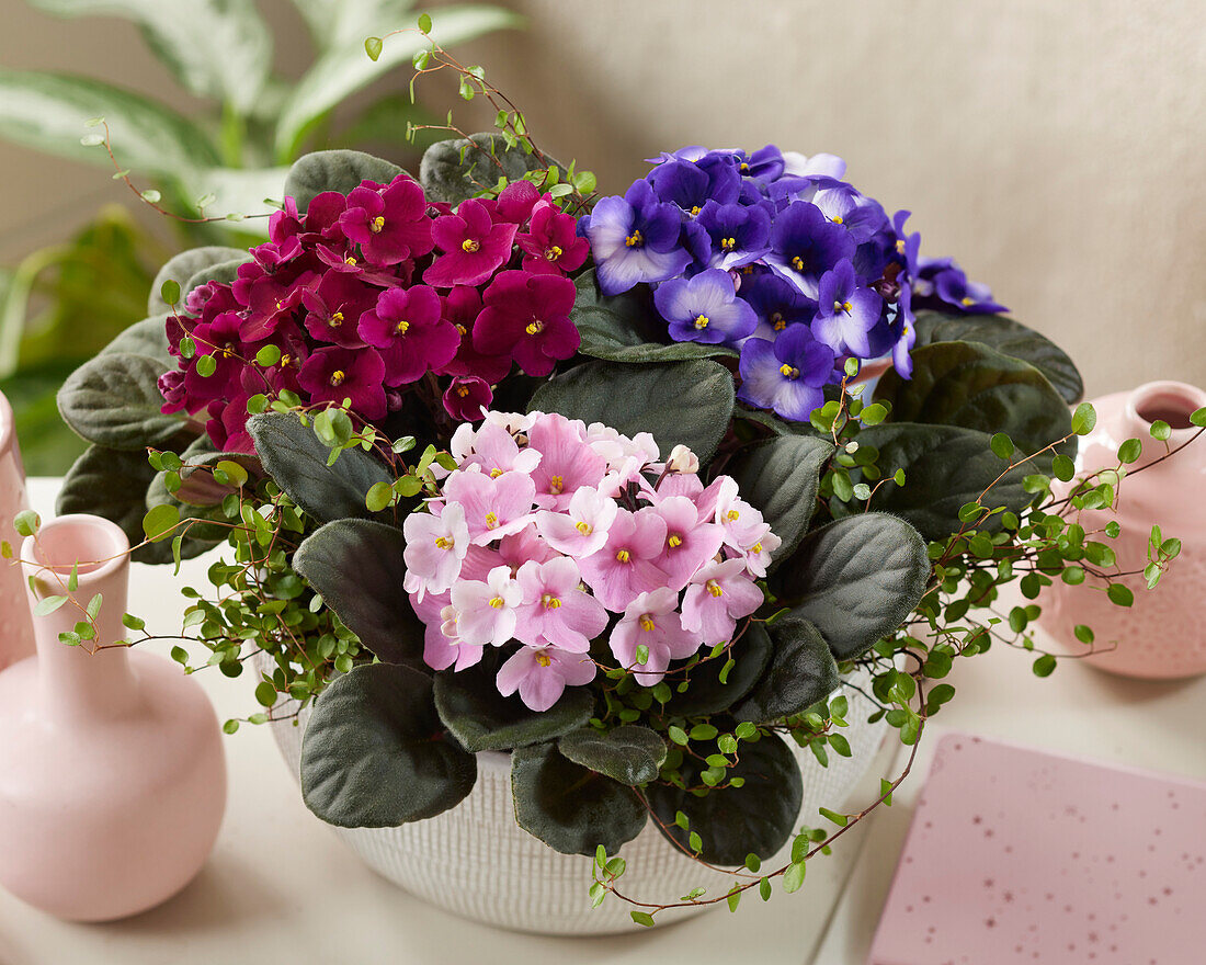 Saintpaulia (African Violet) combination