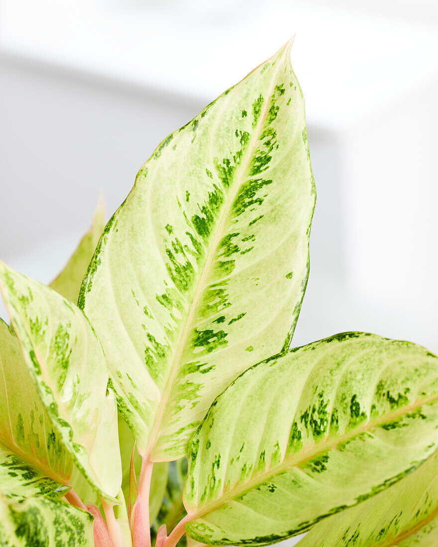 Aglaonema Chartreuse Pretty