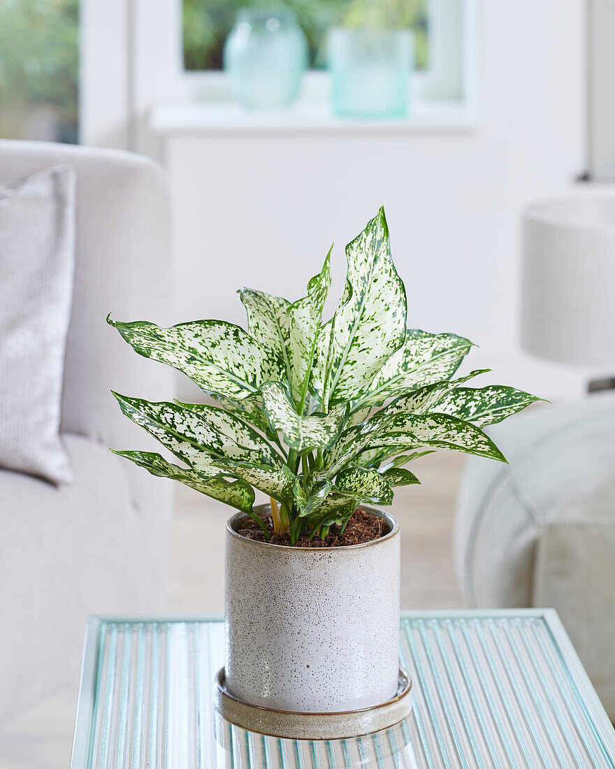 Aglaonema White Kiwi