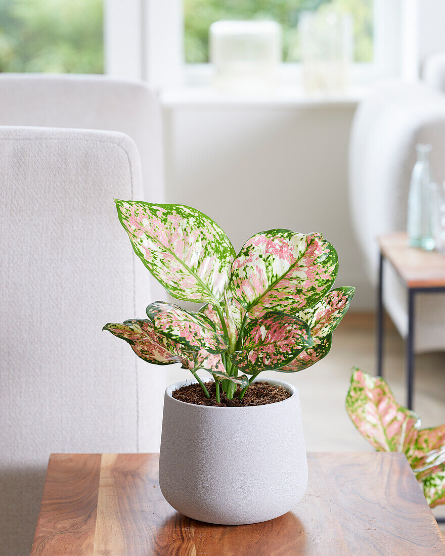 Aglaonema Jazzy Rot