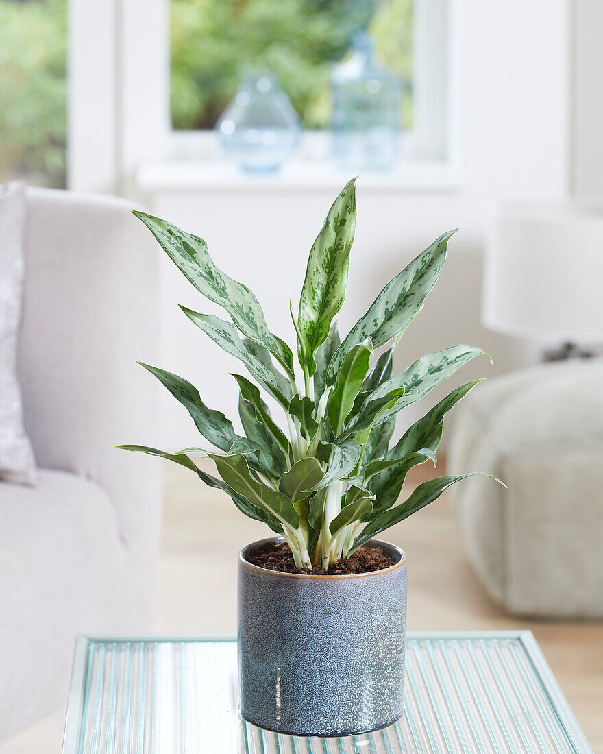 Aglaonema Greyhound