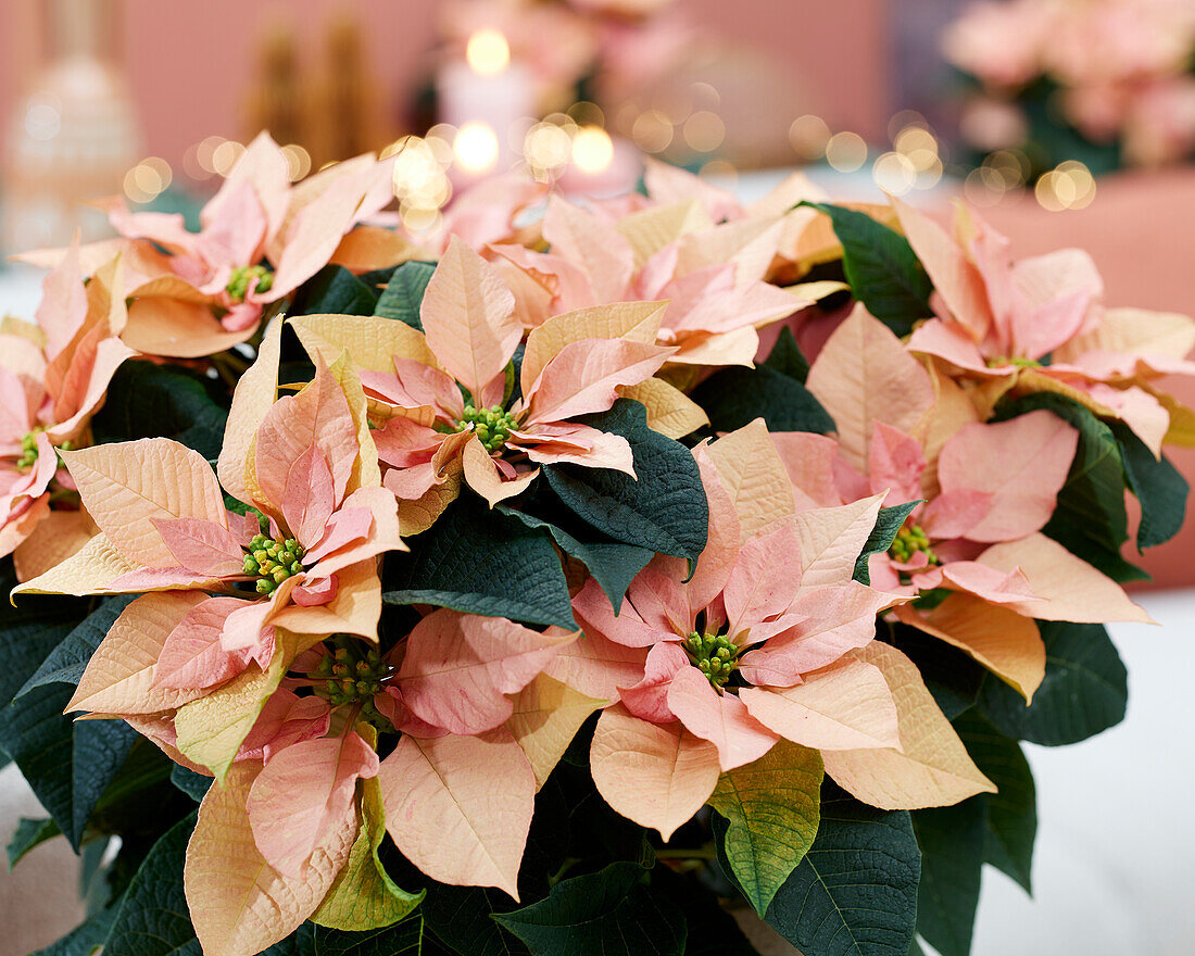 Euphorbia pulcherrima Autumn Leaves