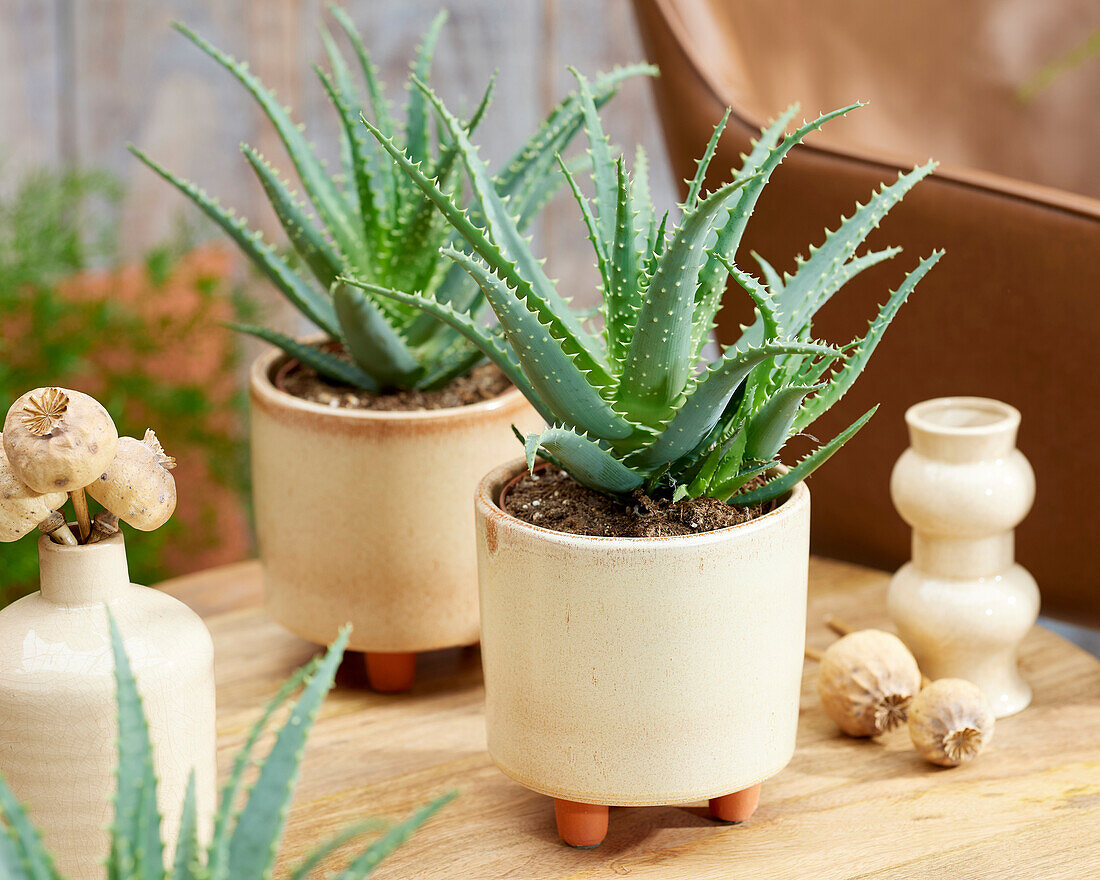 Aloe arborescens