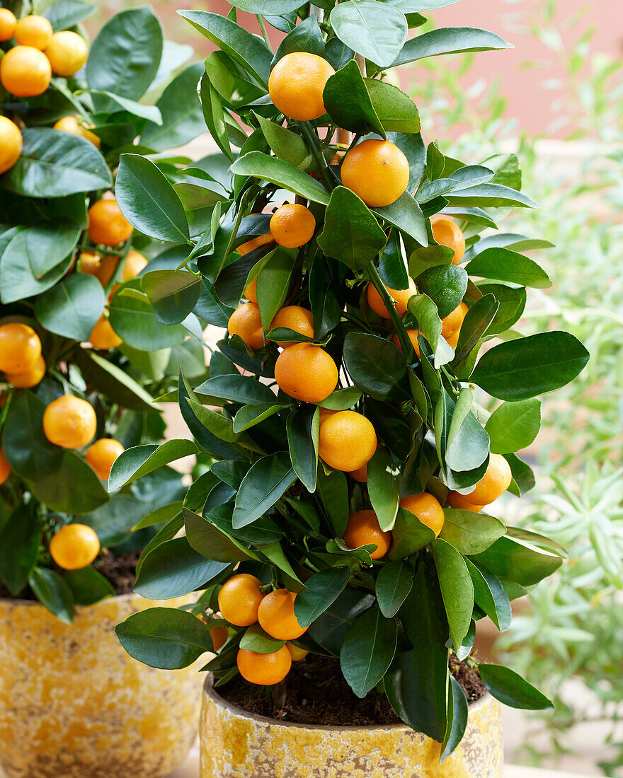 Citrus microcarpa