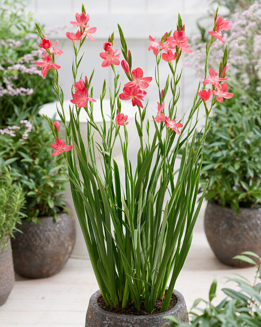 Hesperantha coccinea Oregon Sunset