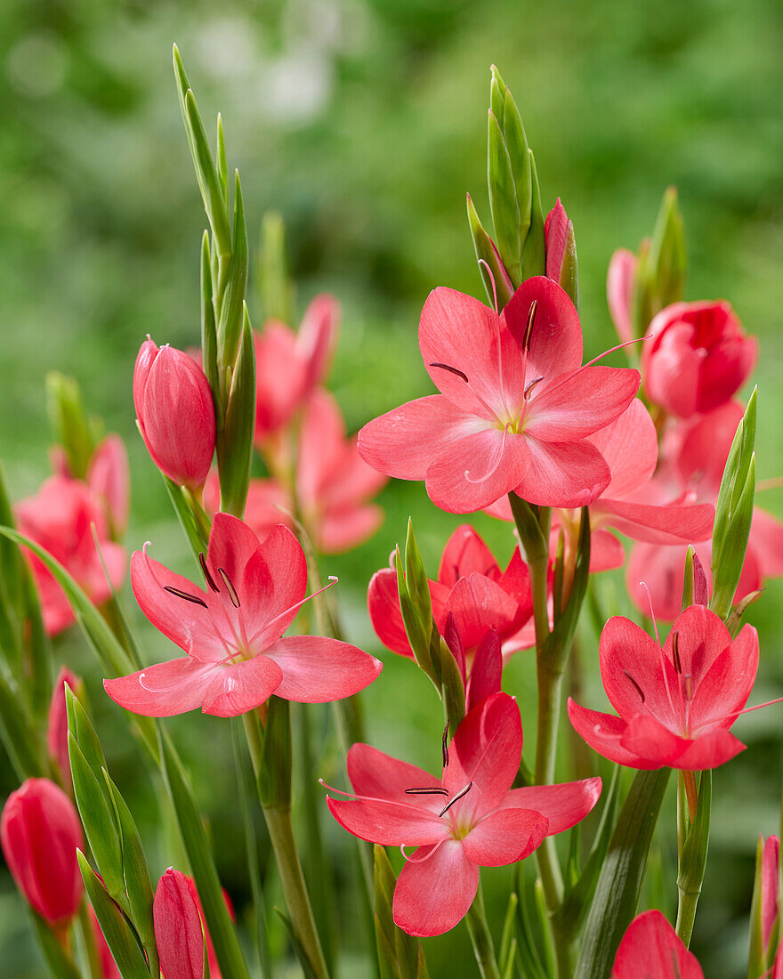 Hesperantha coccinea Oregon Sunset