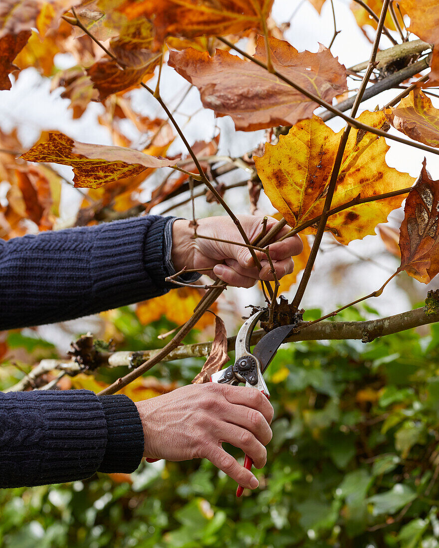 Pruning plane trees