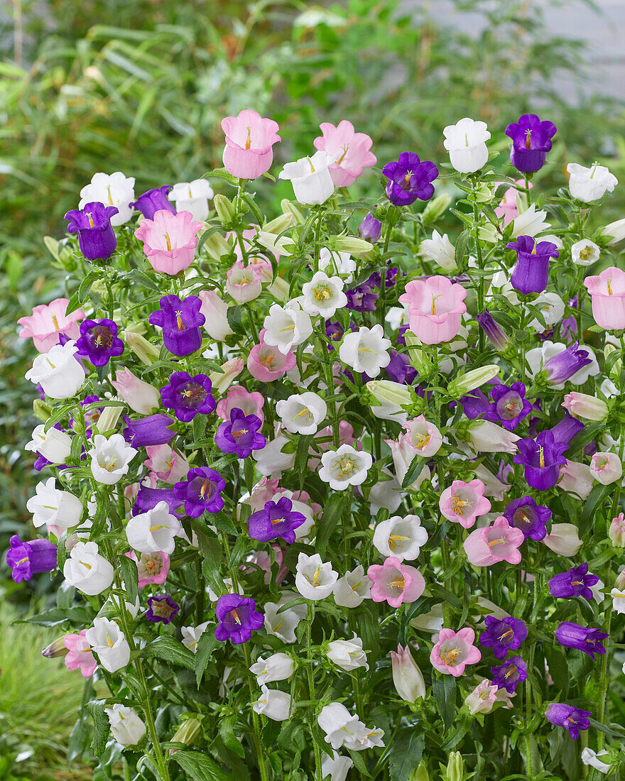 Campanula mittel Champion mix