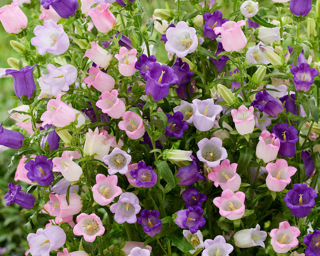 Campanula mittel Champion mix