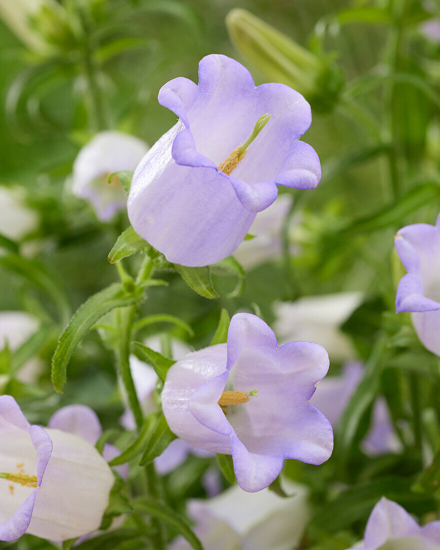 Campanula medium Champion lavender