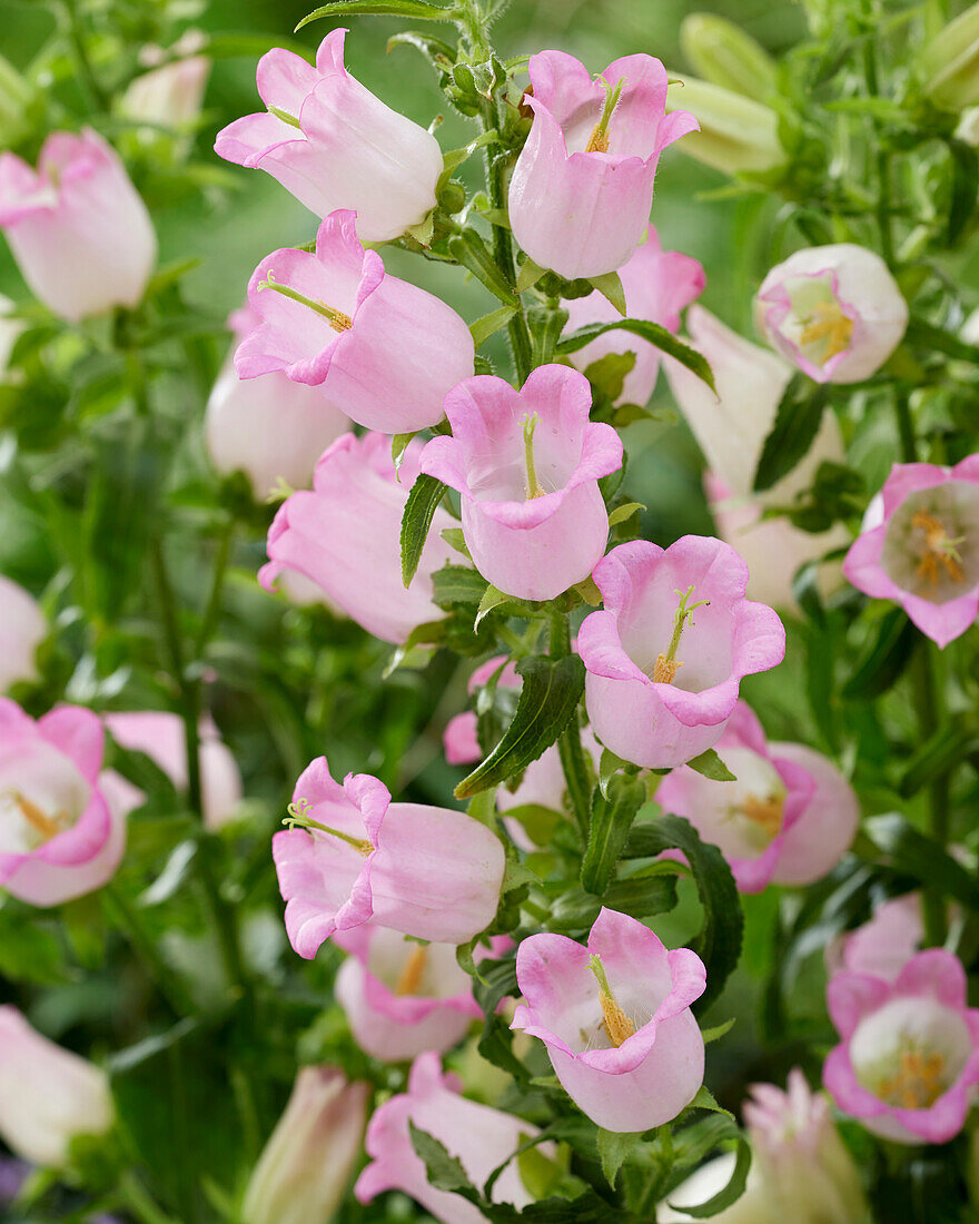 Campanula medium Champion rose