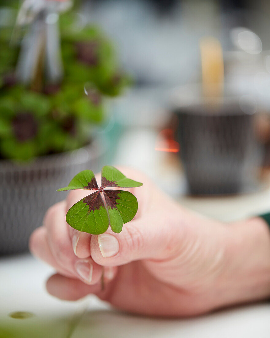 Oxalis tetraphylla Iron Cross