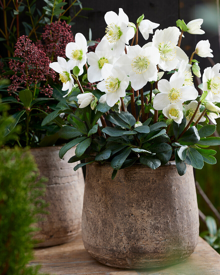 Helleborus niger Mont Blanc