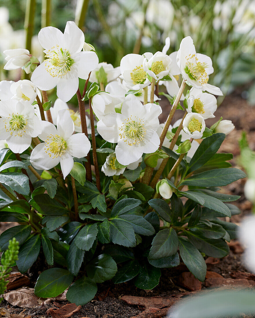 Helleborus niger Mont Blanc