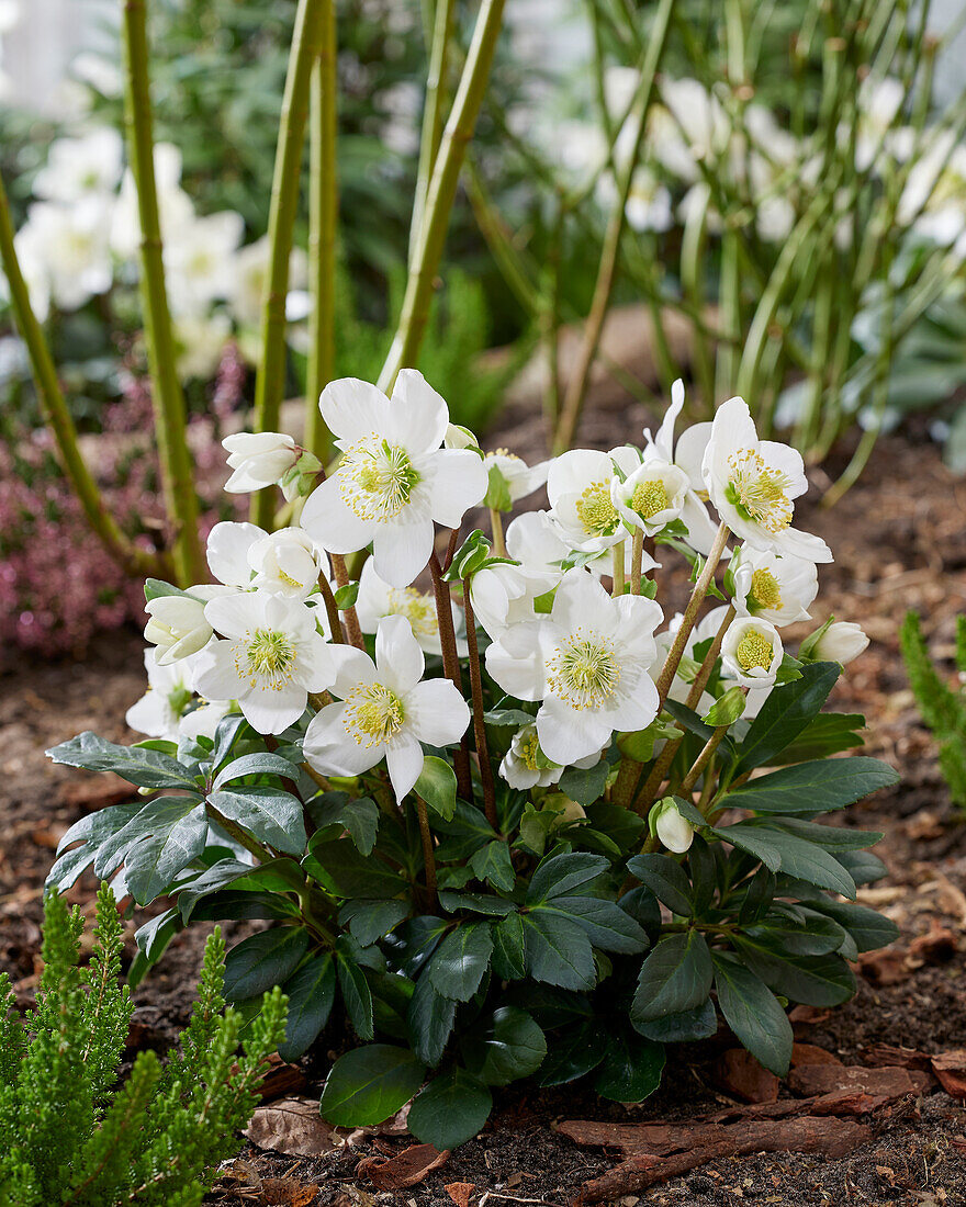 Helleborus niger Mont Blanc