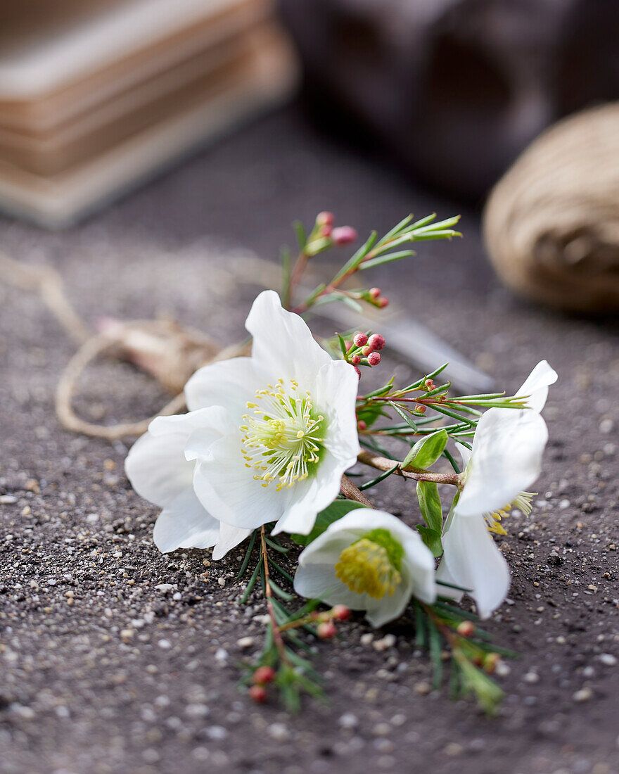 Helleborus flowers