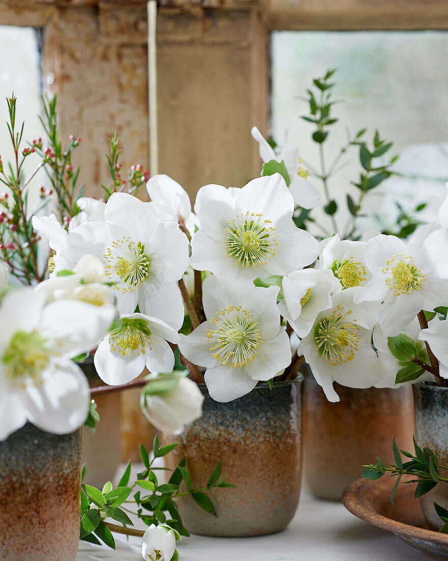 Hellebore flowers