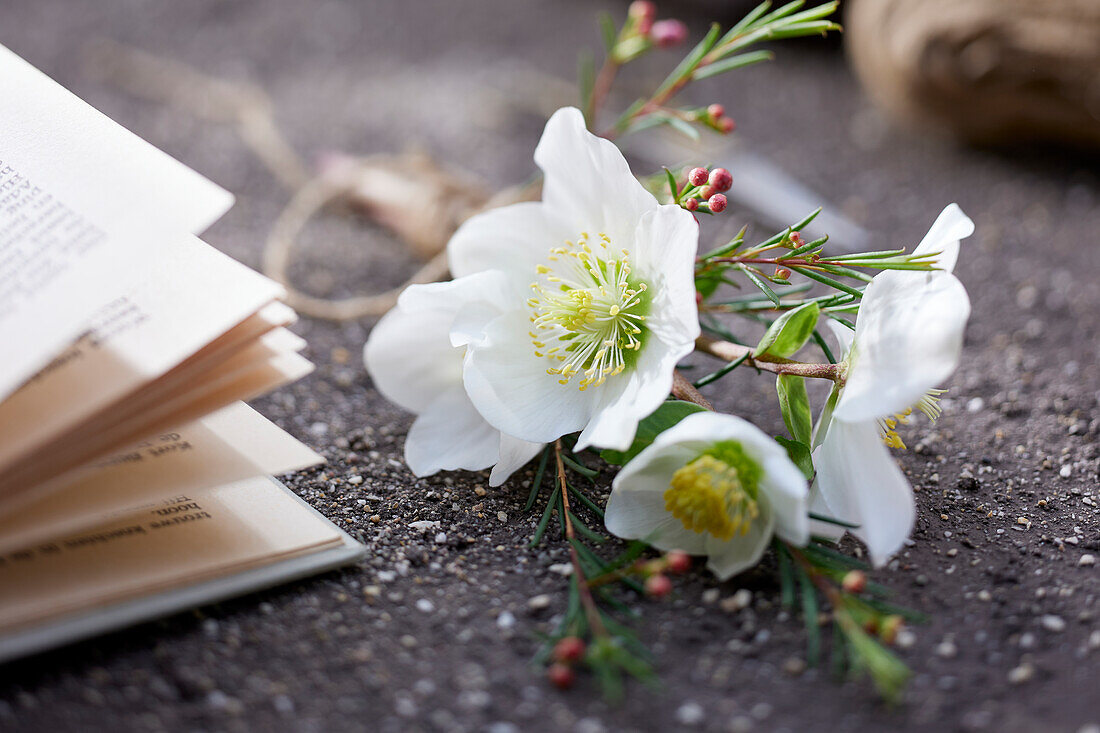 Hellebore flowers