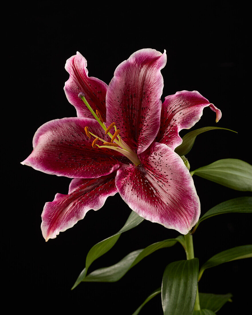 Lilium flower (Lily)