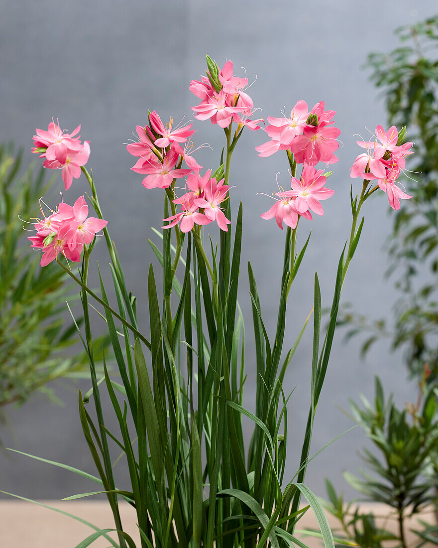 Hesperantha coccinea Single Pink