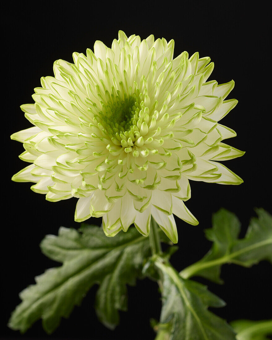 Chrysanthemum Zembla Lime