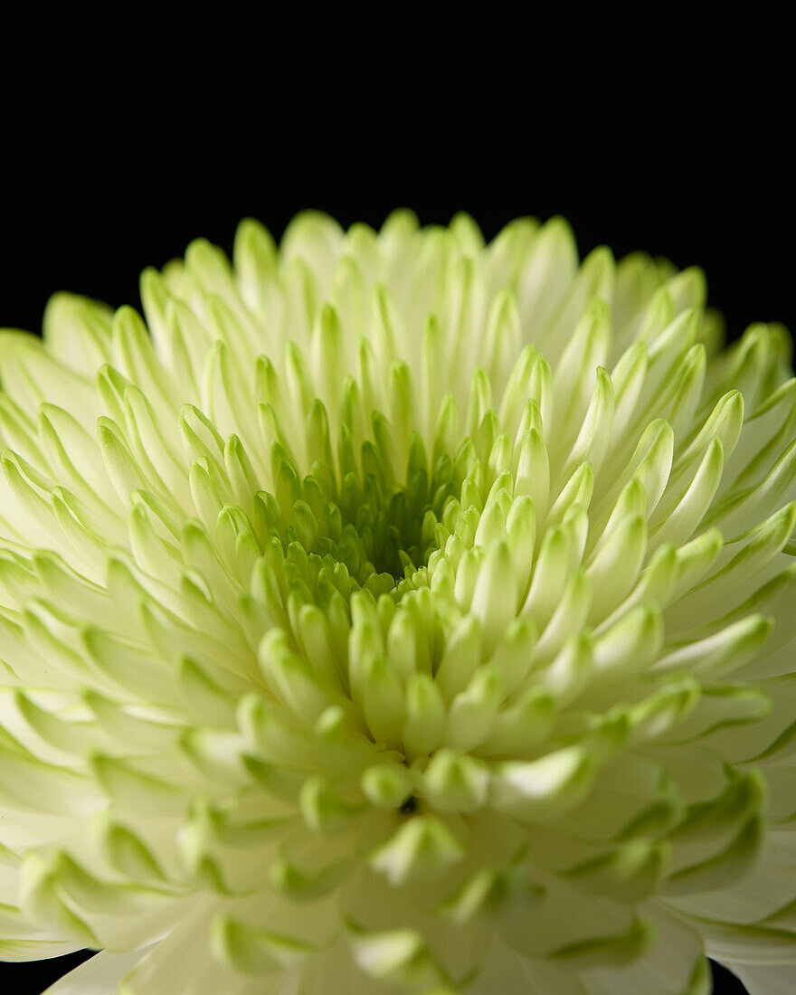 Chrysanthemum Zembla Lime