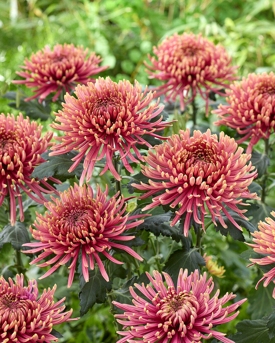 Chrysantheme Baltazar Flamme