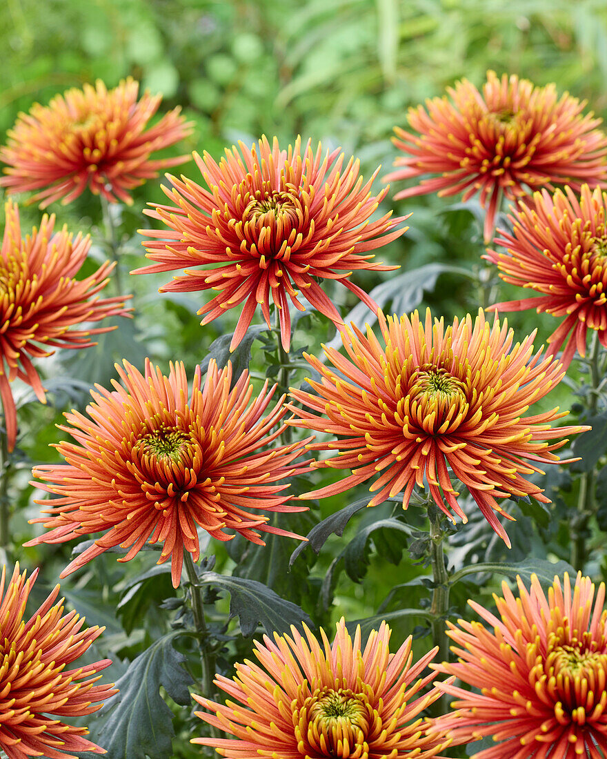 Chrysanthemum Saffina Dark