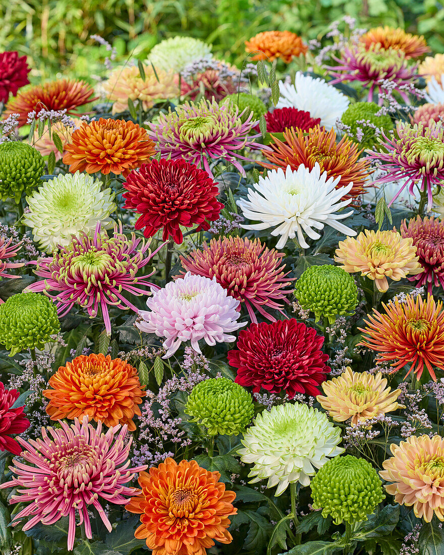 Chrysantheme Farbmischung