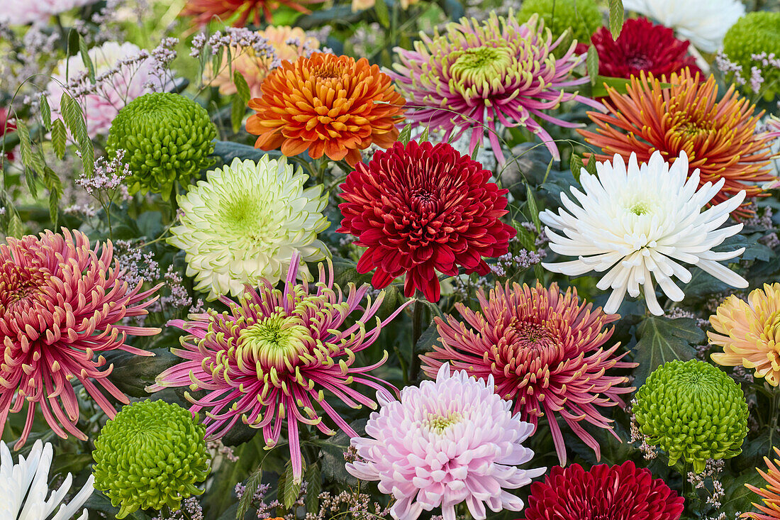 Chrysantheme Farbmischung