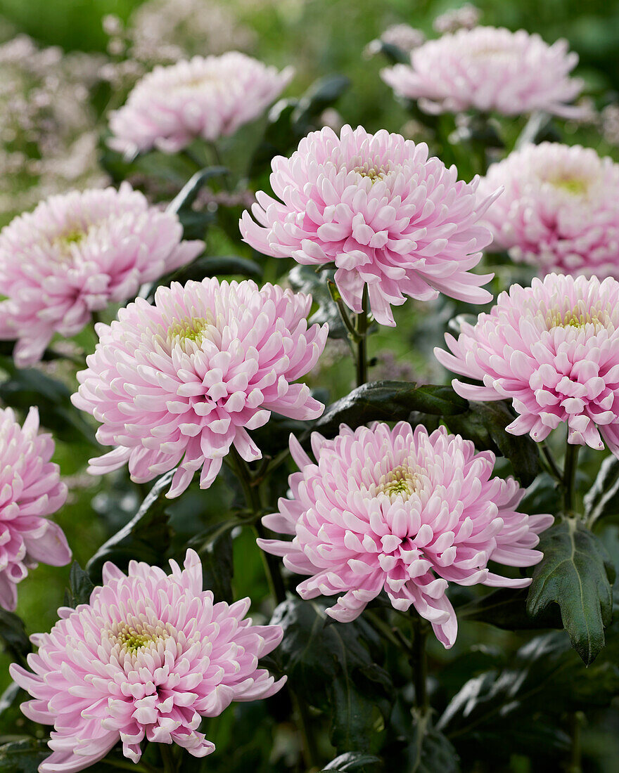 Chrysantheme Rossano