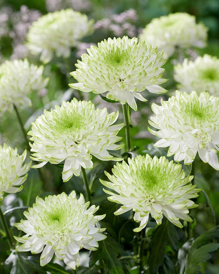 Chrysanthemum Zembla Lime