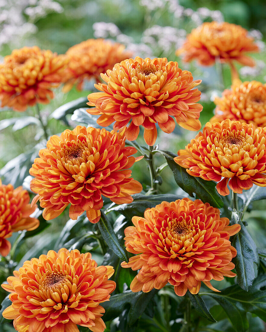 Chrysanthemum Bellavista