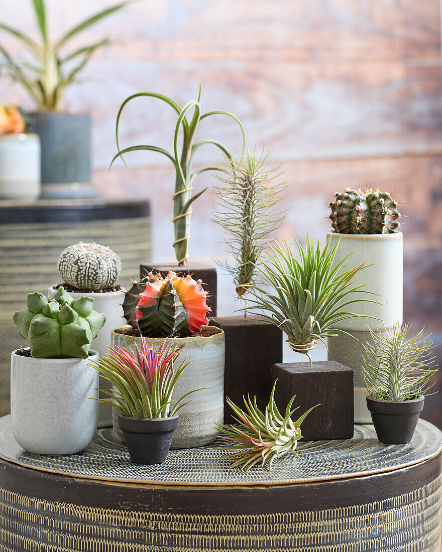 Catus and Tillandsia collection