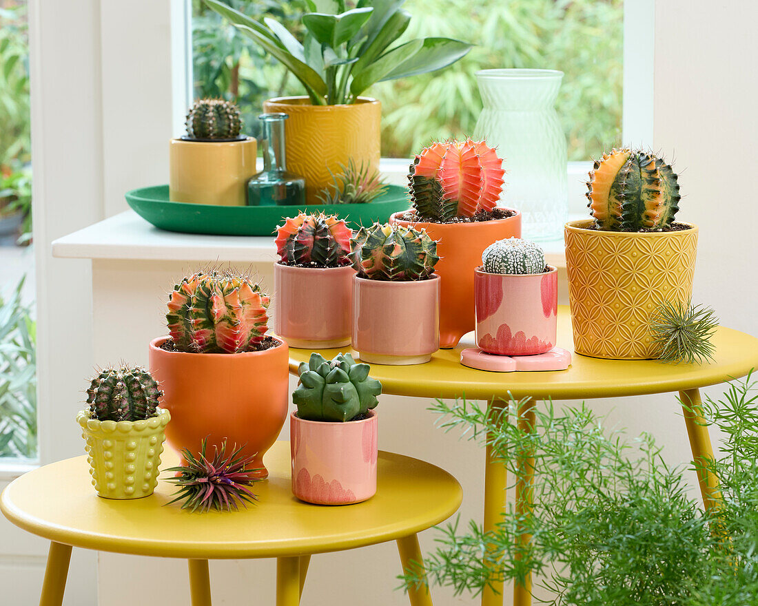 Colorful cactus collection