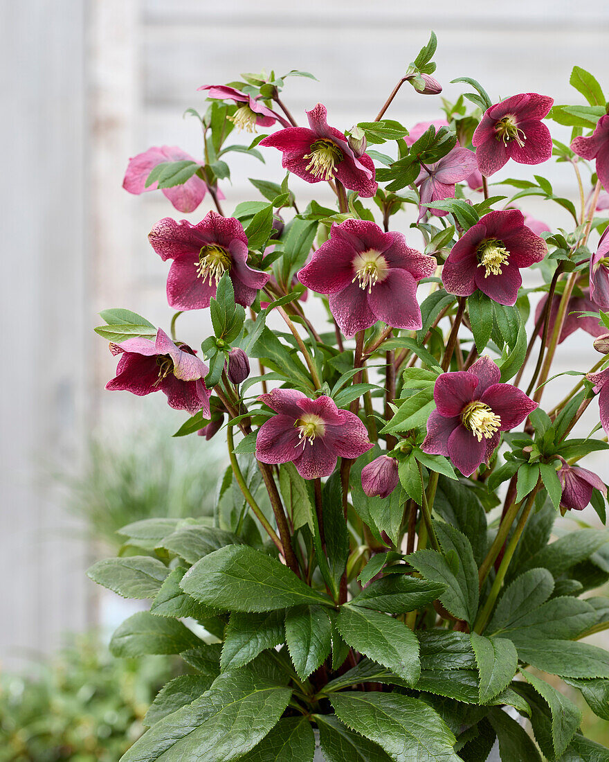 Helleborus ViV Victoria