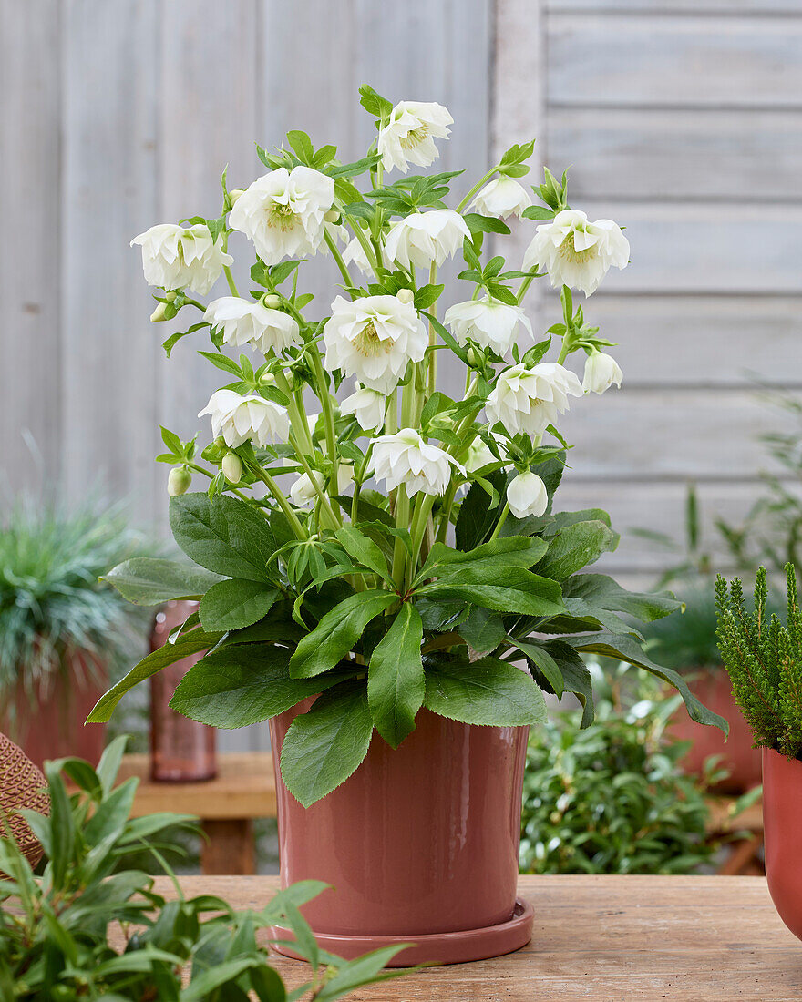 Helleborus ViV Amalia