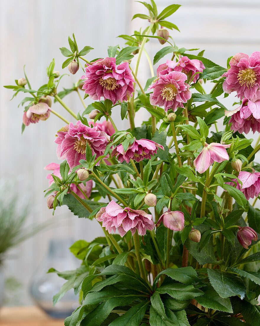 Helleborus ViV Double-flowered