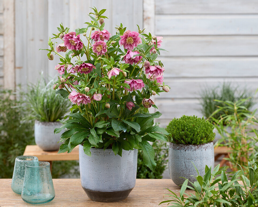 Helleborus ViV Double Flowered