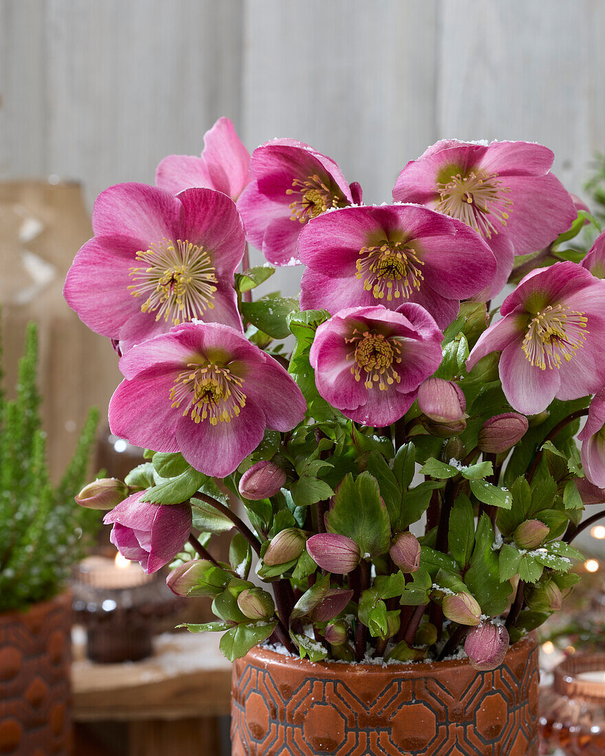 Helleborus Verboom Sifra